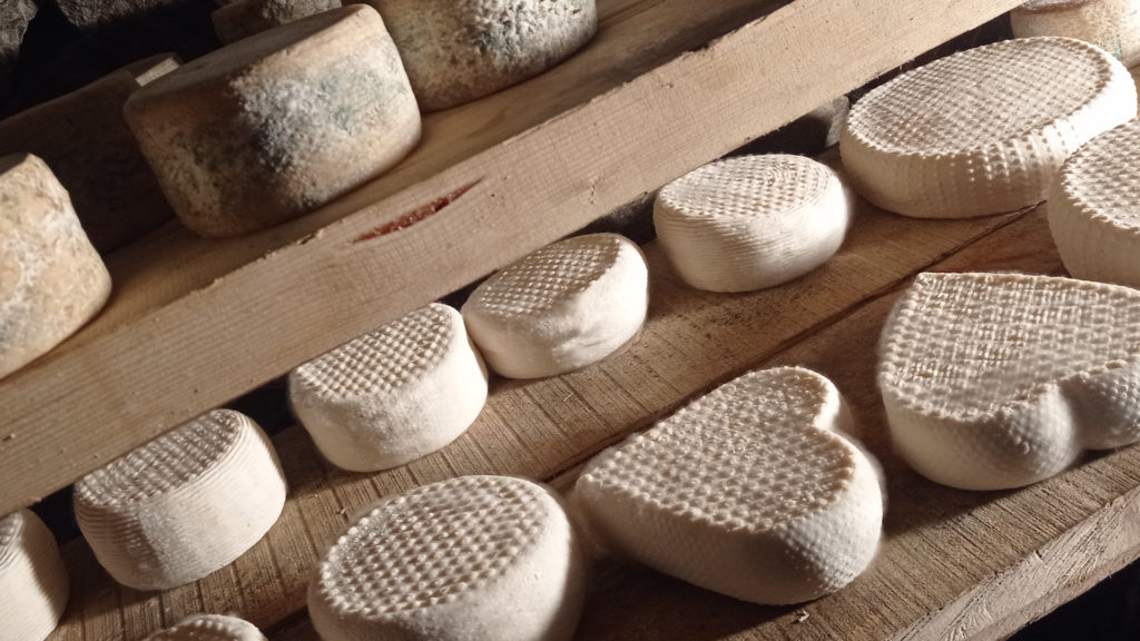 Agricuore formaggi in stagionatura nella nostra cantina