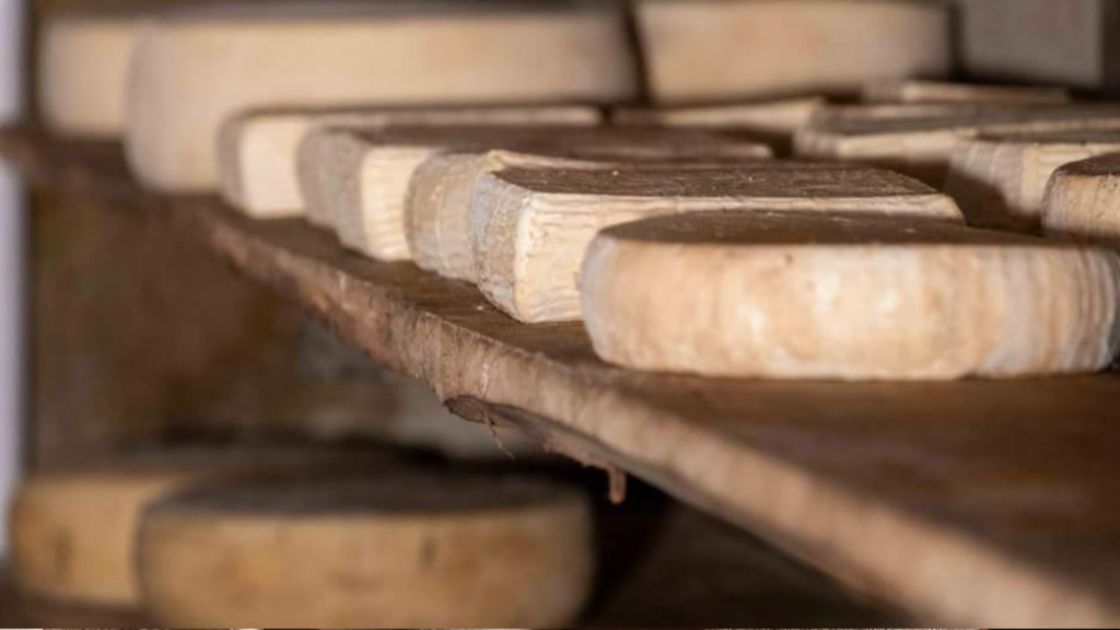 Agricuore formaggi in stagionatura