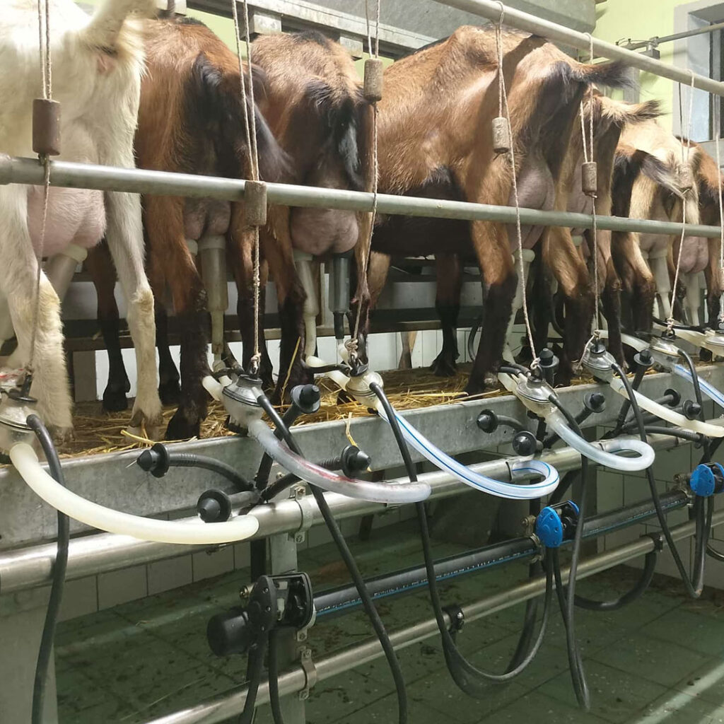 Agricuore mungitura automatica delle capre 