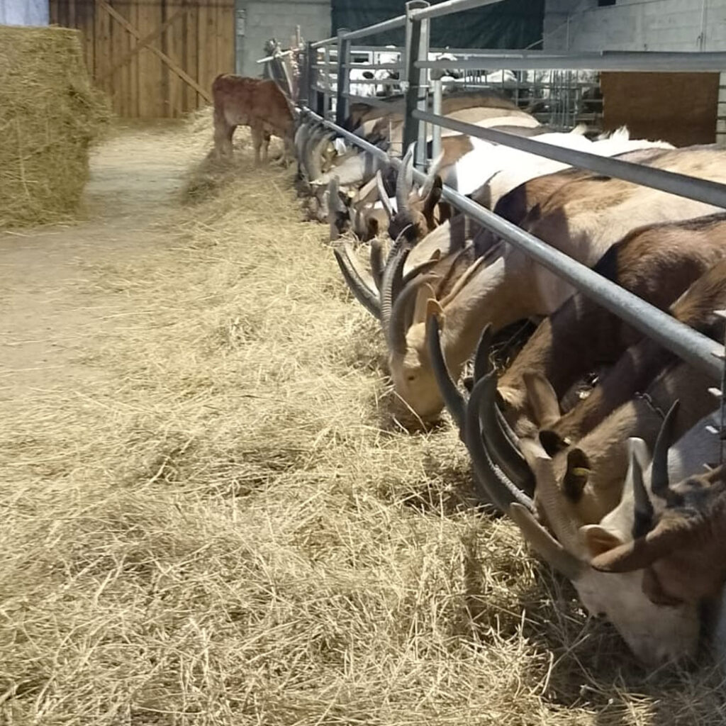 Agricuore veduta delle capre in stalla