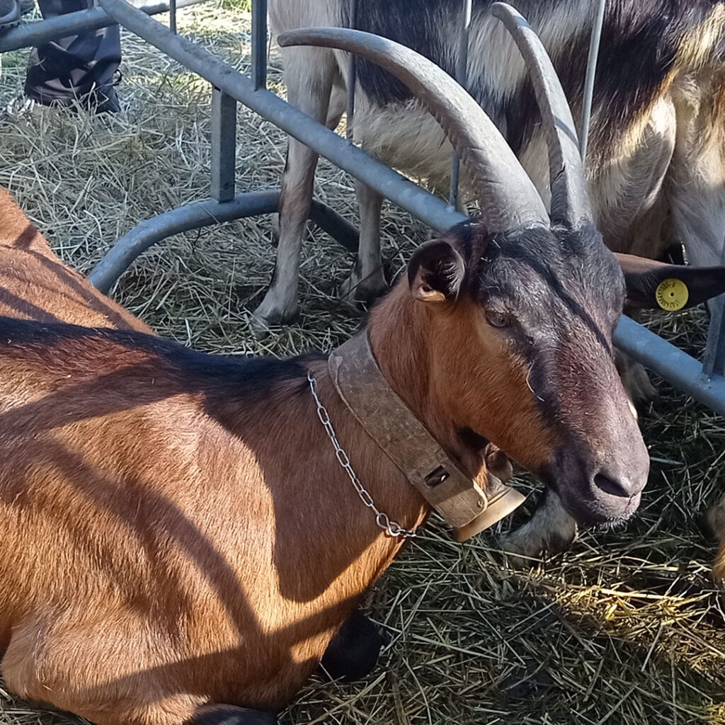 Agricuore una delle nostre capre di razza camosciata