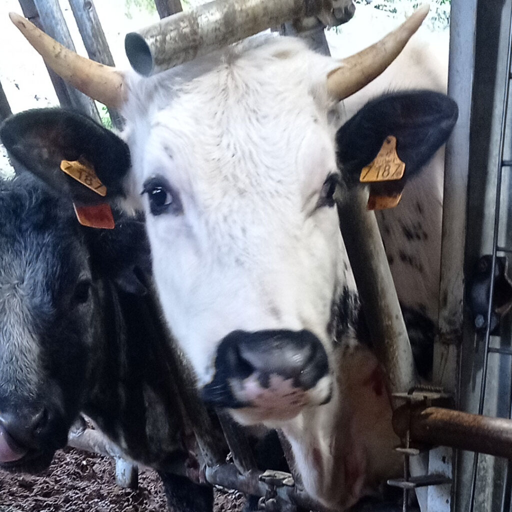 Agricuore una dei nostri bovini