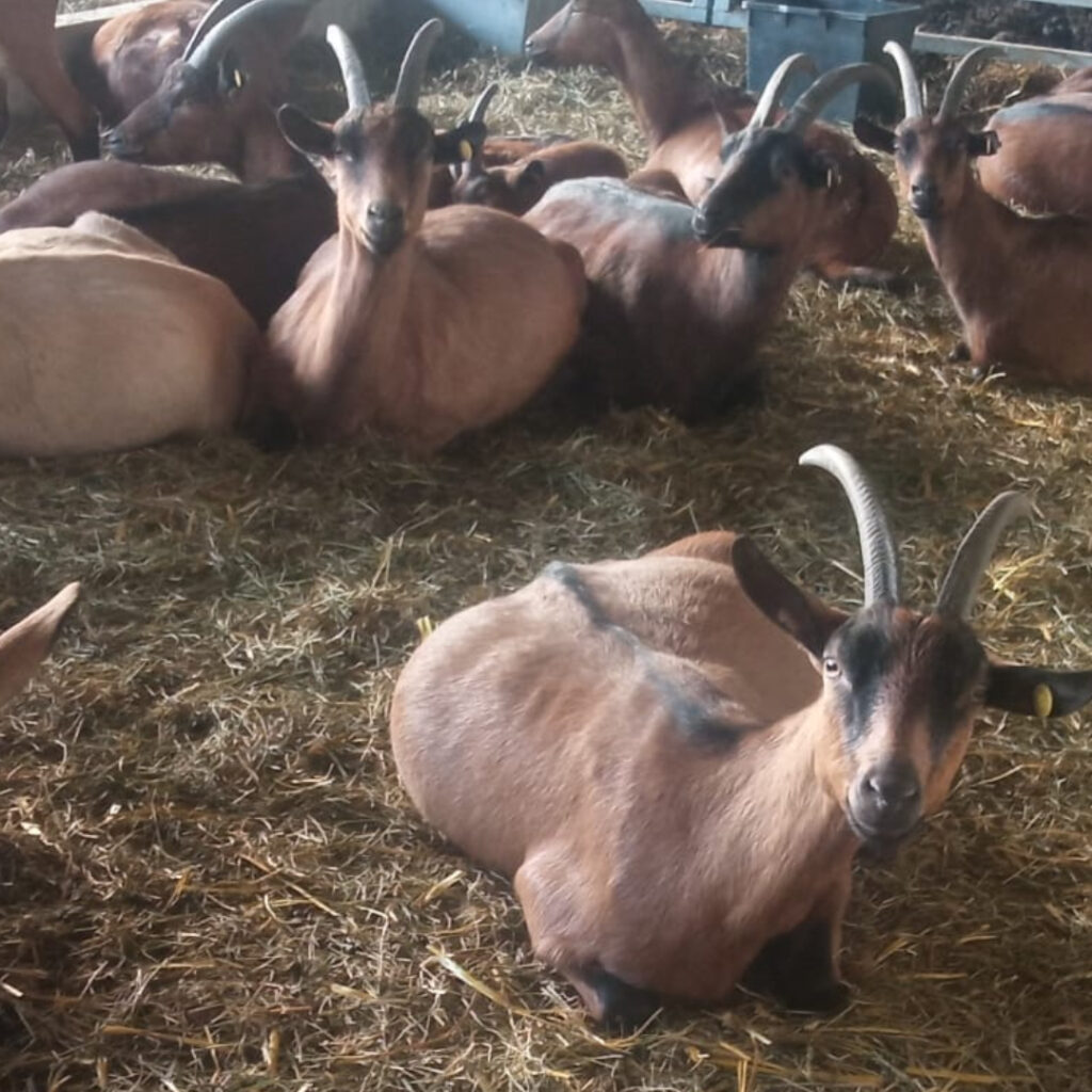Agricuore le nostre capre al riposo in stalla