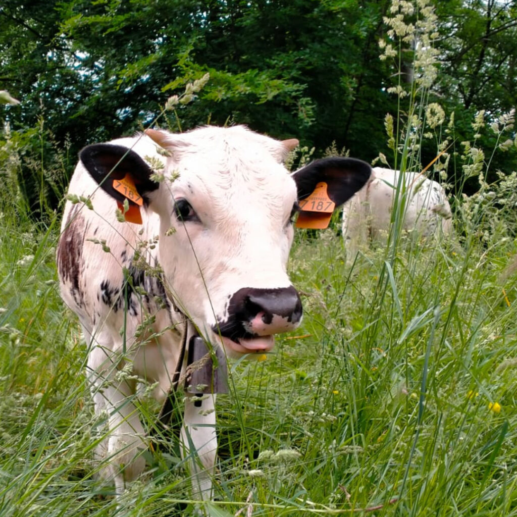 Agricuore vitello al pascolo