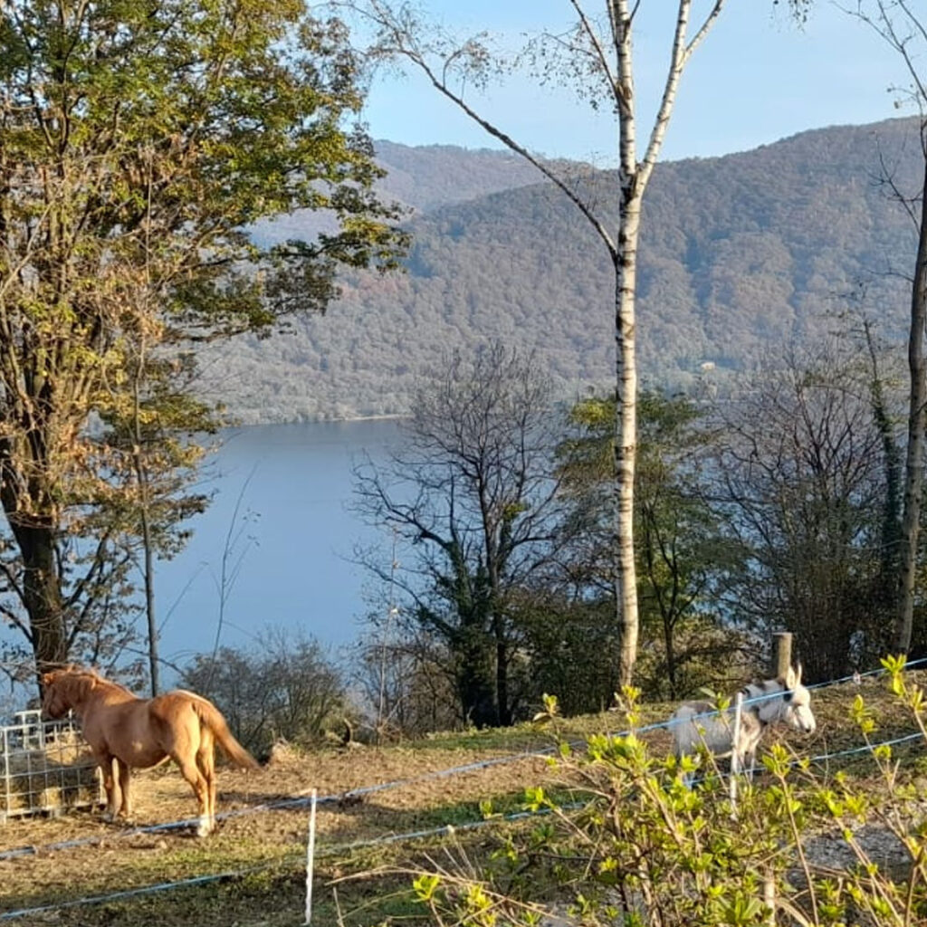 Agricuore i nostri animali al pascolo